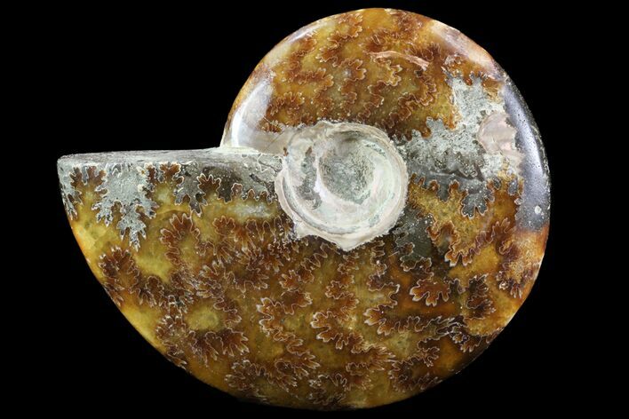 Polished, Agatized Ammonite (Cleoniceras) - Madagascar #75965